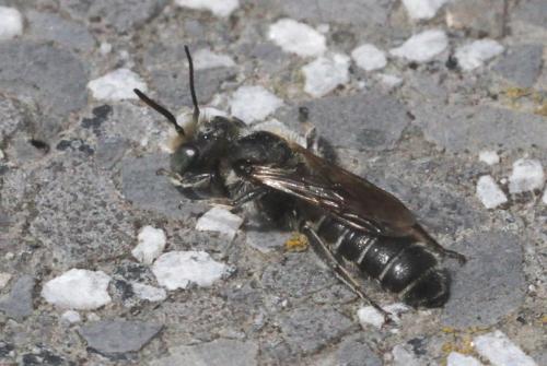 Réf. 220 584 : Hoplitis adunca
